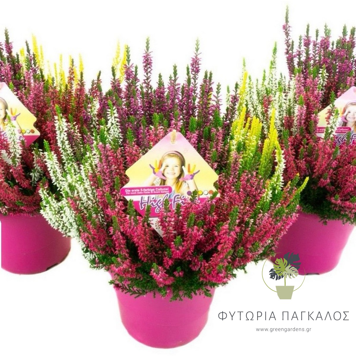 Ρείκι (Calluna vulgaris) | Αειθαλής Ανθοφόρος Θάμνος για Γλάστρες & Κήπο - 4